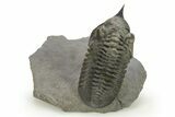 Morocconites Trilobite Fossil - Ofaten, Morocco #273886-1